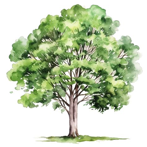 png tree|arbre aquarelle png.